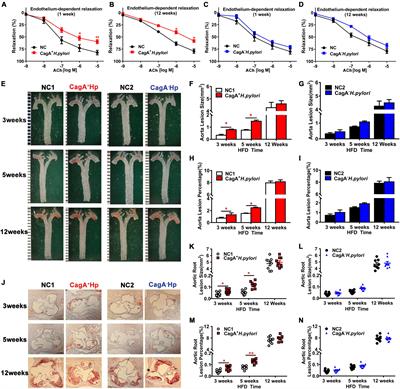 CagA+Helicobacter pylori, Not CagA–Helicobacter pylori, Infection Impairs Endothelial Function Through Exosomes-Mediated ROS Formation